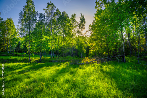 Cuadro en lienzo green forest in the spring with plenty of grass