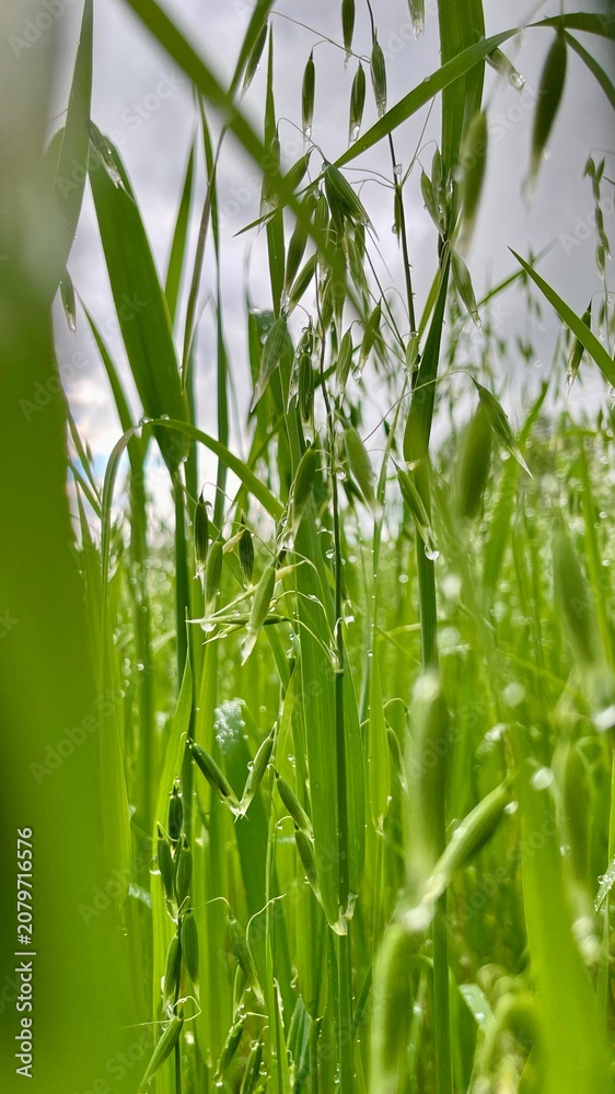 Fototapeta premium Green oat field growing with clear water drops in Spydeberg