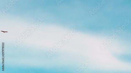 A predatory falcon flies in the skies of Calabria in Italy