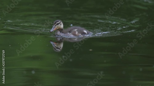 Cute Fluffy Mallard Duckling Swimming on Pond Water and Foraging for Food