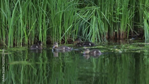 Cute Fluffy Mallard Duckling Swimming on Pond Water and Foraging for Food