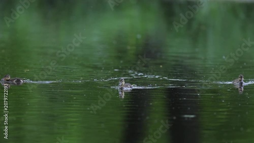 Cute Fluffy Mallard Duckling Swimming on Pond Water and Foraging for Food
