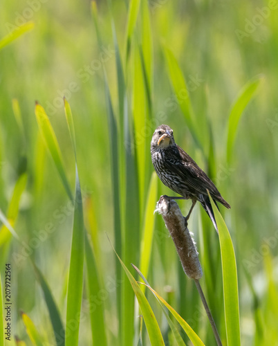Fotografija Female Red-winged Blackbird with grub in a grassy wetland in Muskoka in June