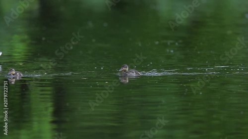 Cute Fluffy Mallard Duckling Swimming on Pond Water and Foraging for Food