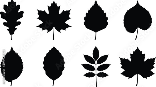 Leaf Silhouettes Displaying Diverse Tree Species Shapes for Botanical, Educational, and Design Projects