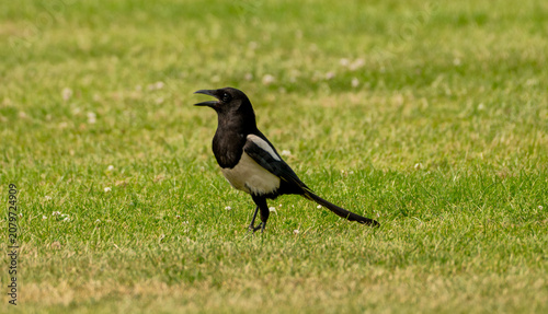 Magpie bird gasping for air as it walks on a grass lawn during the British heatwave of June 2026 where temperatures reached up to 40 degrees celsius. 