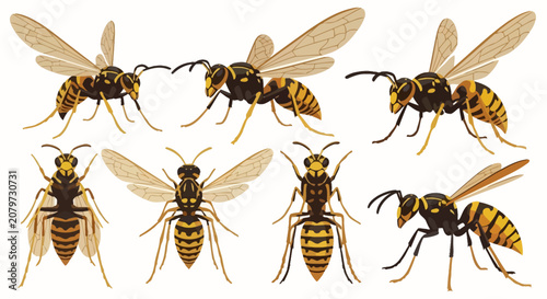 Quadro su tela Set of Realistic Honey Bees and Wasps Illustrations