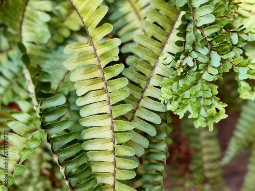 Close up of lush green fern leaves growing in the wild nature