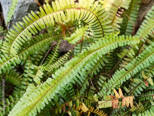 Close up of lush green fern leaves growing in the wild nature