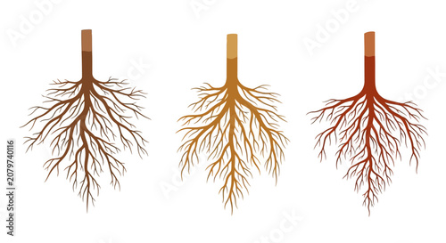 Foto Tree Roots System Diagram, Plant Biology, Botanical Illustration, Healthy and Un