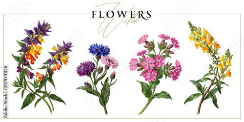 Fotografija Colorful wild flowers isolated on a white background