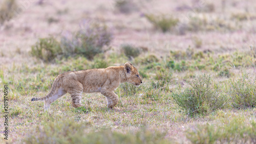 Fotografie Little Trooper