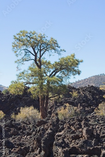 Lone pine tree on a basalt field. Sunset Crater Volcano National Monument, Bonito Lava Flow, Flagstaff,  Arizona. Yellow flowers are in the foreground.