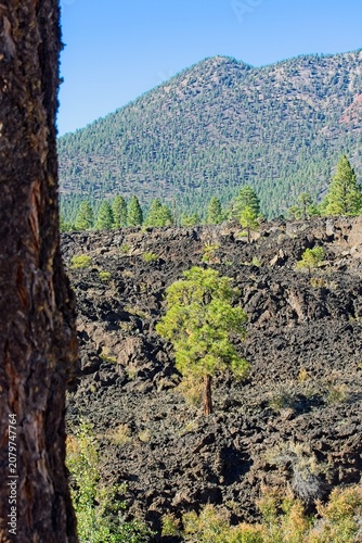 View of a basalt field with pine trees, a pine covered mountain and the trunk of a pine tree. Sunset Crater Volcano National Monument, Bonito Lava Flow, Flagstaff,  Arizona.