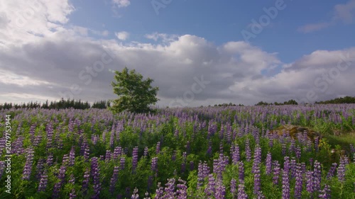 Flowering tree in a field of Lupine flowers shadow to bright Iceland summer