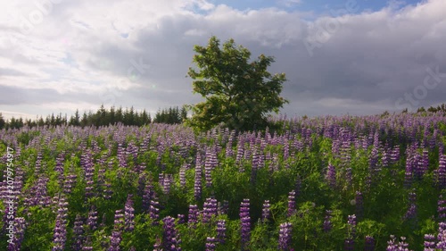 White flowered Rowan tree in a field of Lupine flowers Iceland summer