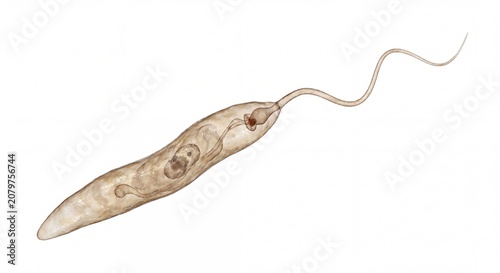 Microscopic view of a single-celled euglena organism featuring a long flagellum for locomotion.