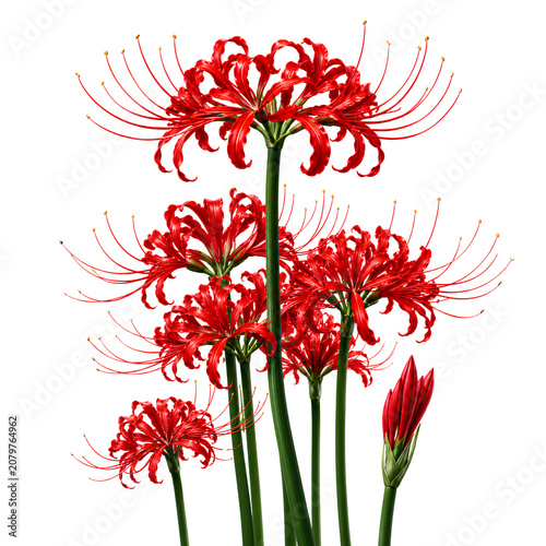 Red Spider Lily PNG Transparent Background | Lycoris Radiata Flower Isolated 8K Botanical Clipart