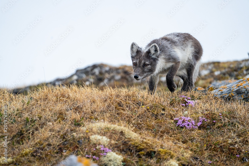 Fototapeta premium Arctic fox (Vulpes lagopus) in Gnalodden, Svalbard, Norway
