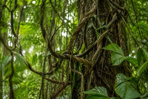 Lianas and aerial roots of rainforest plants intricately intertwined.