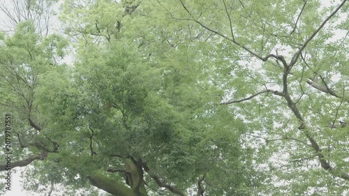 新緑の樹木