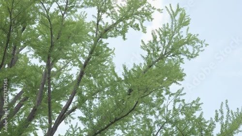 新緑の樹木