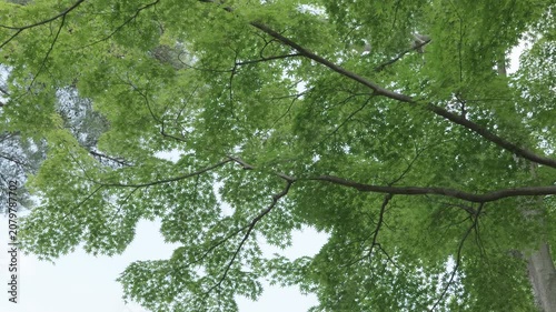 新緑の樹木