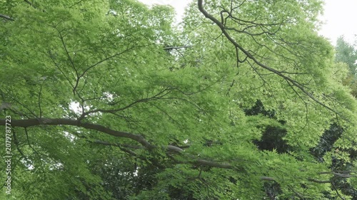 新緑の樹木