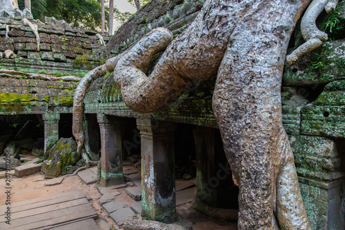 Fotografie Massive tree roots engulf ancient stone ruins at Ta Prohm temple in Siem Reap, Cambodia