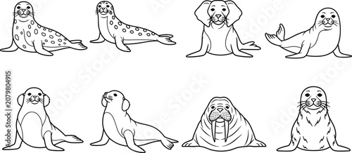 Photos Seal and Walrus Coloring Page Line Art Set with Harbor Seal Fur Seal and Walrus