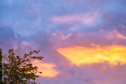 Dramatic sunset sky with golden and purple clouds behind tree branches.