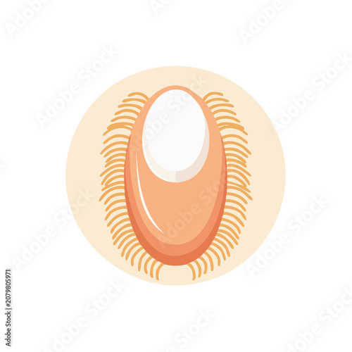 Flat illustration of a clamshell with orange and peach colors
