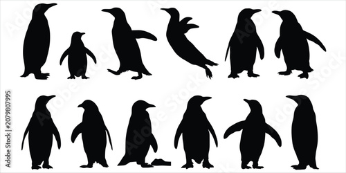 Cuadro en lienzo Collection of black silhouette penguins in various poses on a white background K