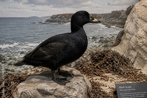 Obraz na plátně A black scoter duck taxidermy in a rocky coastline museum diorama habitat