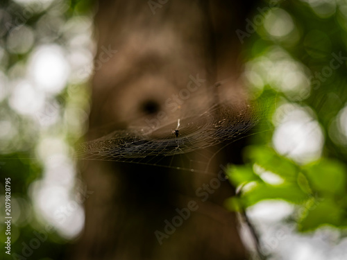 Photography A spider web spun horizontally between forest trees catches morning light with a