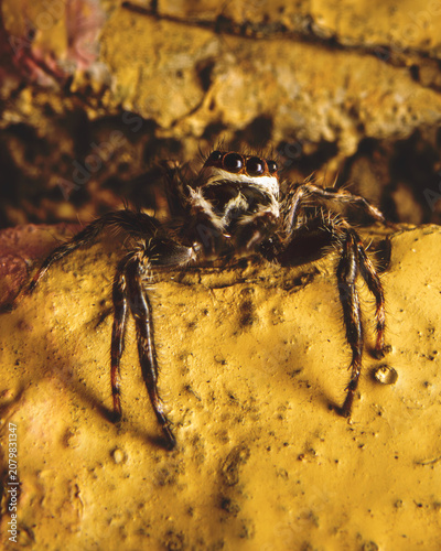 Jumping spider with large eyes staring forward on golden textured rock