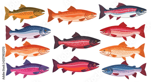 Bild auf Leinwand Salmon and trout species collection in vibrant colors