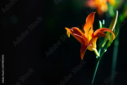 Vibrant orange daylily flower blooming with dark copy space background