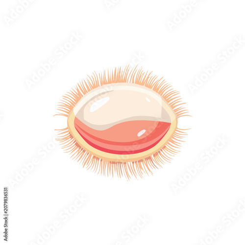 Rambutan Fruit Vector Illustration