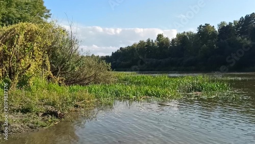 Dense bushes and small reed beds on the bank of a beautiful forest river on a sunny summer evening.