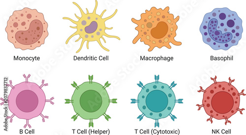 Immune system white blood cells diagram showing monocytes lymphocytes macrophages and basophils