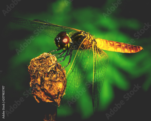 Golden dragonfly perched on dry branch with transparent wings spread