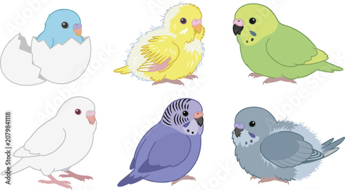 Photography Cute Baby Budgerigar Parakeet Vector Illustration Set Featuring Fluffy Chick Bre