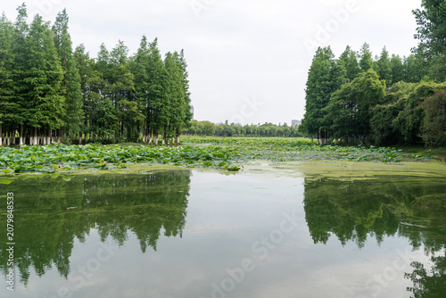 Картината върху платно Lush greener around the pond in the park