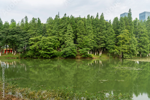 Obraz na plátně Lush greener around the pond in the park
