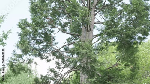 新緑の樹木