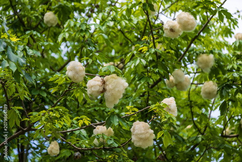 Obraz na płótnie Close-up of a kapok tree in a city park, showing its white cottony fruit