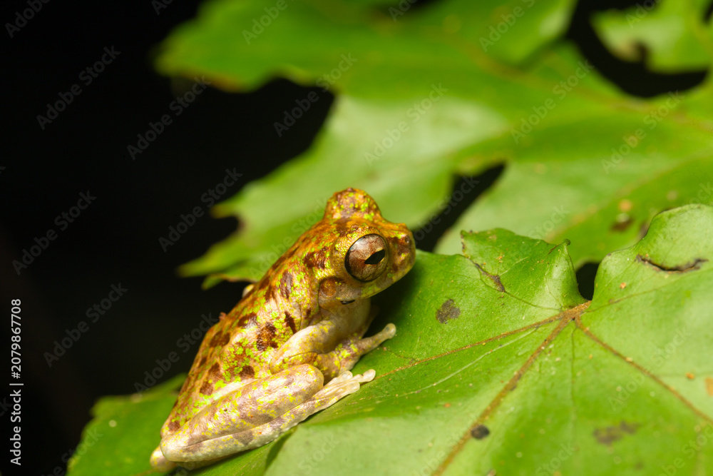 Obraz premium Lancaster's tree frog (Isthmohyla lancasteri) perched on a leaf in Siquirres rainforest, Costa Rica