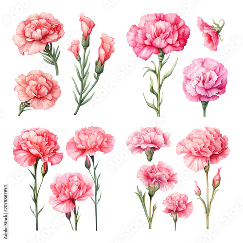 Watercolor pink carnation flowers collection with blooming blossoms and buds for botanical design and floral arrangements