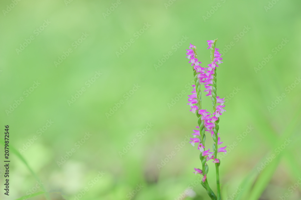 Fototapeta premium Delicate Pink Spiranthes Flower in Meadow